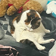 Squeaky joined the competition — help win amazing prizes! animal, bed, blanket, calico, cat, comfort, cozy, cute, feline, fur, grooming, home, indoor, pet, plush_toy, relaxed, resting, sleepy, soft, stuffed_animal