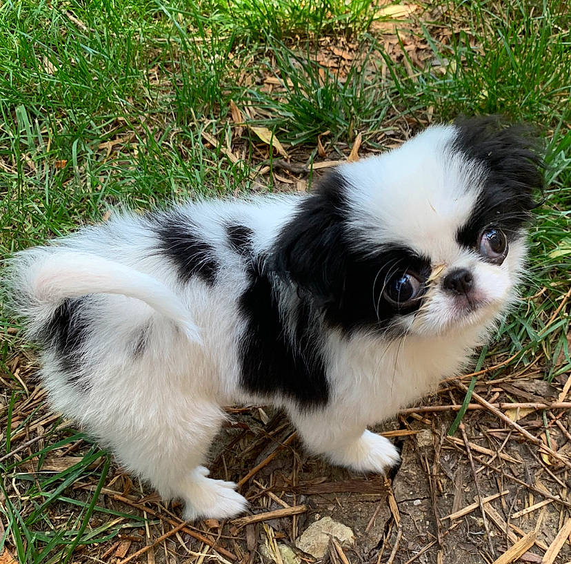 Gidget is registered to the contest to win money with this photo: balance, canidae, carnivore, companion_dog, dog, dog_breed, fawn, fur, grass, non_sporting_group, snout, sporting_group, terrestrial_animal, tibetan_spaniel, toy_dog, working_animal