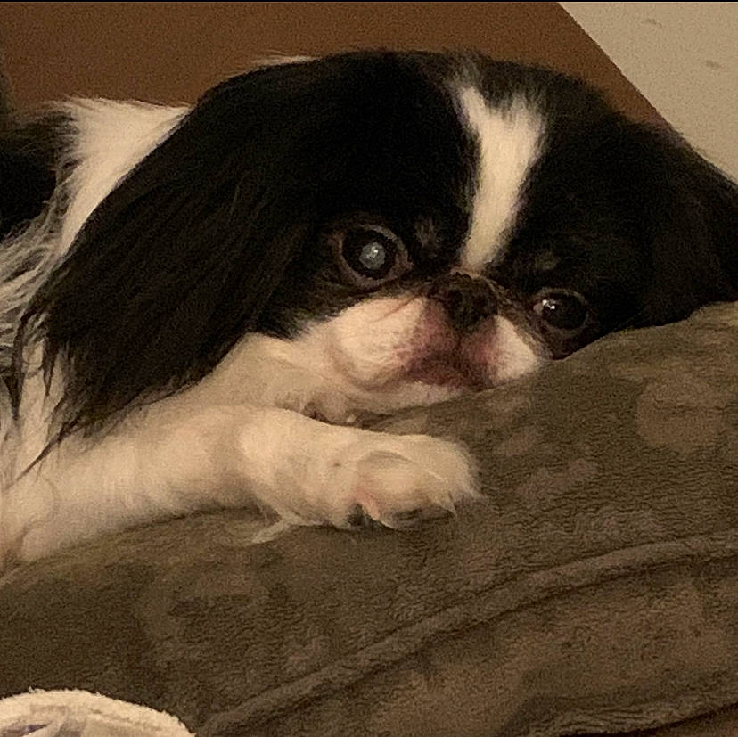 Gizmo joined the competition — help win amazing prizes! canidae, carnivore, comfort, companion_dog, dog, dog_breed, fawn, fur, head, japanese_chin, king_charles_spaniel, non_sporting_group, pug, snout, sporting_group, terrestrial_animal, tints_and_shades, toy_dog, whiskers, working_animal