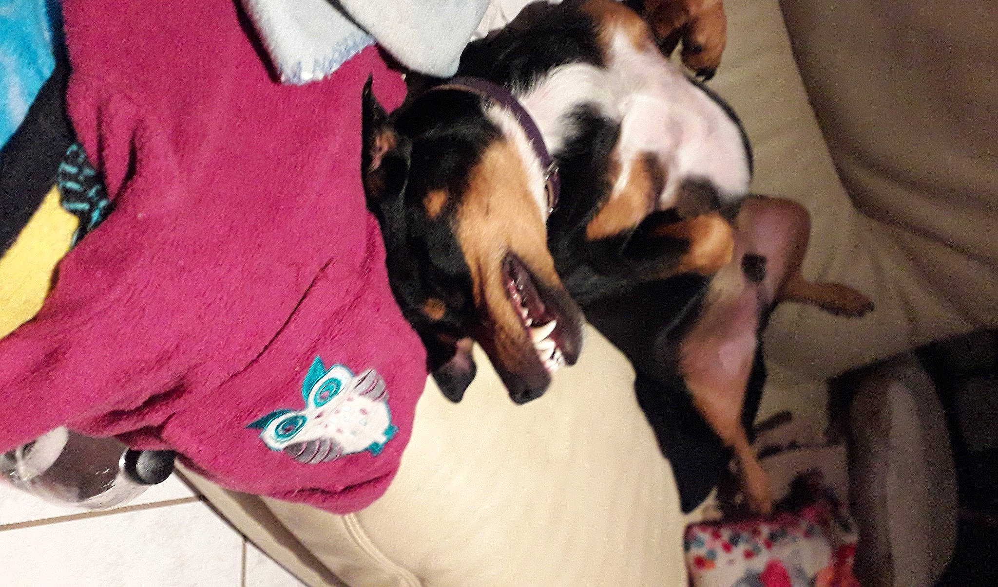 Laïko participe au concours pour gagner de l'argent avec cette photo : basset_hound, brazilian_terrier, canidae, carnivore, chilean_fox_terrier, companion_dog, danish_swedish_farmdog, dog, dog_breed, ear, fox_terrier, mammal, puppy, puppy_love, rat_terrier, ratonero_bodeguero_andaluz, smooth_fox_terrier, toy_fox_terrier