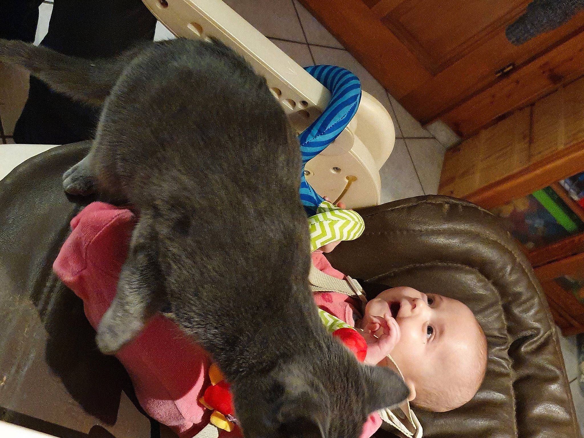 Chloé a rejoint le concours — aidez-le/la à gagner de superbes lots ! baby, child, comfort, companion_dog, dog_breed, ear, flooring, fun, fur, hairstyle, happy, leisure, mammal, person, sitting, skin, toddler, toy, tree, vertebrate