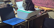 Coco is registered to the contest to win money with this photo: accessories, animal, bag, cat, computer, computerhardware, computerkeyboard, couch, cup, desk, electronics, furniture, hardware, laptop, monitor, pc, person, pet, screen, table