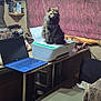 Coco is registered to the contest to win money with this photo: accessories, animal, bag, cat, computer, computerhardware, computerkeyboard, couch, cup, desk, electronics, furniture, hardware, laptop, monitor, pc, person, pet, screen, table