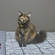 Coco is registered to the contest to win money with this photo: cat, tortoiseshell_cat, pet, feline, fur, bed, quilt, indoor, animal, cute, sitting, looking, curious, tail, whiskers, ears, domestic, furry, home, resting