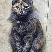 Coco is registered to the contest to win money with this photo: animal, cat, centered, ears, feline, fluffy, front_view, full_body, fur, green_eyes, indoors, long_hair, pet, photography, portrait, serious_expression, sitting, tortoiseshell, wallpaper, whiskers