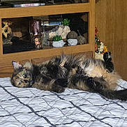 Coco joined the competition — help win amazing prizes! animal, bed, cat, cozy, cute, decor, fluffy, furniture, glass, home, indoor, lying_down, pet, plant, quilt, relaxed, resting, shelf, tortoiseshell, wood
