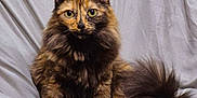Coco joined the competition — help win amazing prizes! abyssinian, angora, animal, blanket, brasssection, cat, couch, den, furniture, hardwood, horn, indoors, kitten, manx, musicalinstrument, pet, siamese, wood