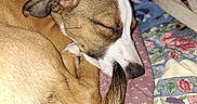 Lulu joined the competition — help win amazing prizes! animal, bed, blanket, brown, closeup, collar, comfort, cozy, cute, dog, floral_pattern, fur, indoor, pet, quilt, relaxation, resting, sleeping, tail, white