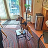 Lulu is registered to the contest to win money with this photo: dog, stool, kitchen, person, leash, rug, door, window, plant, trash_can, counter, tile_floor, wooden_chair, mat, light, indoor, pet, harness, home, vacuum_hose