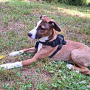 Lulu joined the competition — help win amazing prizes! dog, brown_coat, white_markings, harness, grass, outdoor, nature, greenery, lying_down, pet, canine, garden, sunlight, calm, animal, mammal, leafy, daytime, resting, side_view