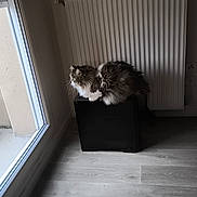 Na-San a rejoint le concours — aidez-le/la à gagner de superbes lots ! cat, fluffy, window, indoor, radiator, black_box, wooden_floor, natural_light, pet, feline, looking_outside, domestic, quiet, resting, side_view, home, cozy, calm, animal, contemplative