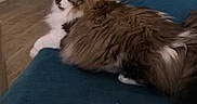 Na-San participe au concours pour gagner de l'argent avec cette photo : animal, black_and_white_face, brown_fur, cat, couch, cozy, domestic_cat, feline, fluffy_cat, home, indoor, living_room, long_hair, looking_away, pet, relaxed, resting, teal_couch, white_paws, wooden_floor