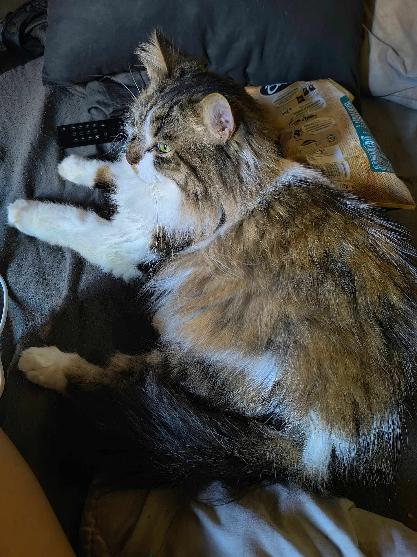 Na-San participe au concours pour gagner de l'argent avec cette photo : cat, fluffy, tabby, white_paws, green_eyes, lying_down, indoor, remote_control, snack_bag, couch, relaxed, pet, fur, whiskers, animal, domestic_cat, side_view, resting, cozy, household