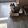cat, cardboard_box, indoor, floor, wooden_floor, shadow, window, natural_light, feline, pet, fluffy, animal, domestic, resting, curious, fur, home, cozy, cabinet, quiet