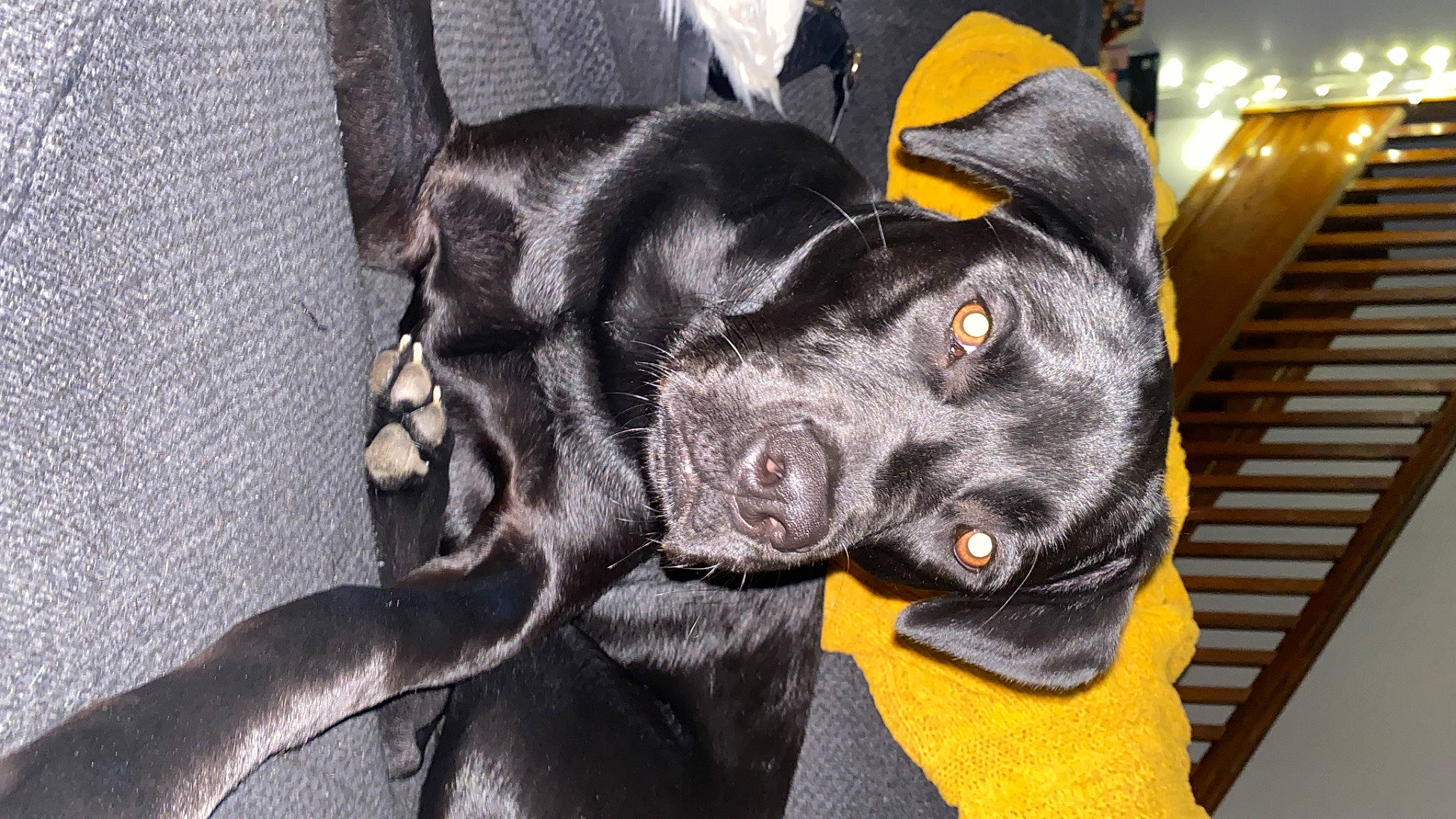 Bucky joined the competition — help win amazing prizes! art, borador, canidae, carnivore, companion_dog, dog, dog_breed, ear, fawn, fur, grey, guard_dog, non_sporting_group, paw, puppy, snout, sporting_group, toy_dog, whiskers, working_animal