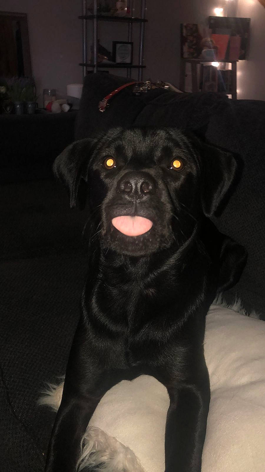 Bucky is registered to the contest to win money with this photo: borador, canidae, carnivore, companion_dog, darkness, dog, dog_breed, fawn, fur, guard_dog, liver, non_sporting_group, pug, snout, sporting_group, terrestrial_animal, toy_dog, whiskers, working_animal