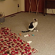 Penny joined the competition — help win amazing prizes! cat, pet, animal, sitting, indoor, living_room, carpet, blanket, toys, pet_toys, spotted_fur, white_fur, black_fur, brown_fur, ears, tail, face, furniture, television, home