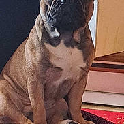 Taywan participe au concours pour gagner de l'argent avec cette photo : dog, french_bulldog, pet, indoor, chair, seated, animal, brown, white_chest, ears, face, paw, looking, home, furniture, table, spoon, floor, background, calm