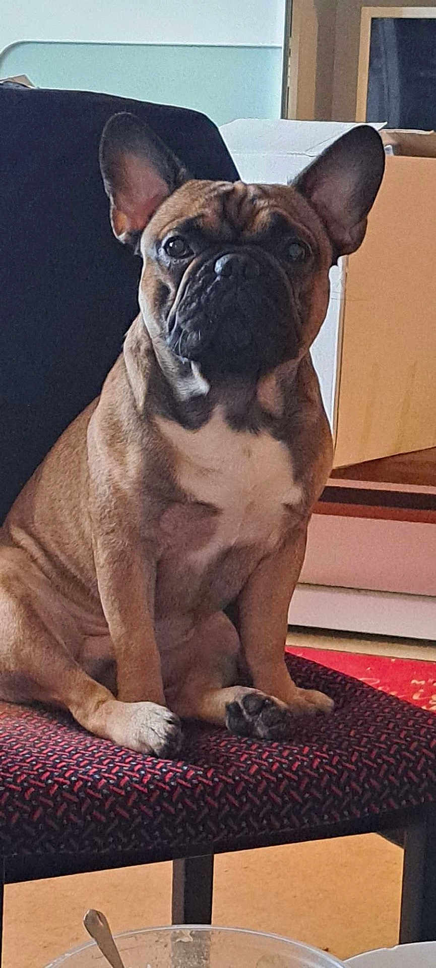 Taywan participe au concours pour gagner de l'argent avec cette photo : dog, french_bulldog, pet, indoor, chair, seated, animal, brown, white_chest, ears, face, paw, looking, home, furniture, table, spoon, floor, background, calm