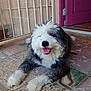 Panda joined the competition — help win amazing prizes! animal, dog, door, floor_tiles, fluffy, fur, happy, home, indoor, metal_gate, muzzle, panting, paw, pet, purple_door, resting, smiling, tile_floor, tired, window