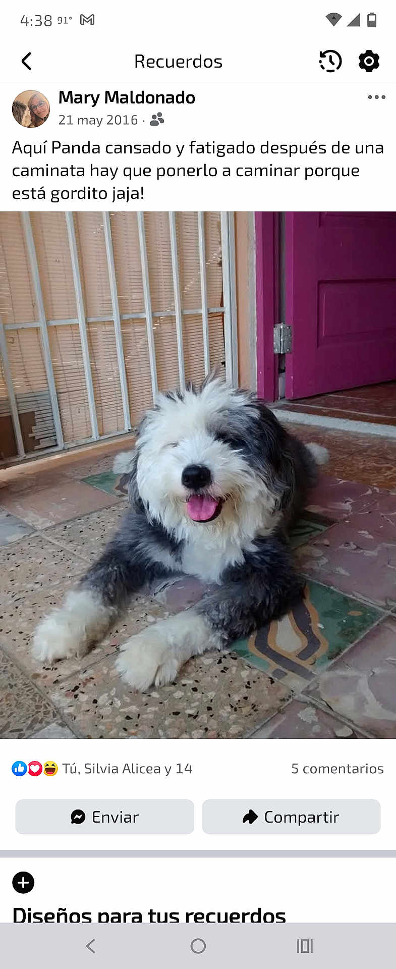 Panda joined the competition — help win amazing prizes! animal, dog, door, floor_tiles, fluffy, fur, happy, home, indoor, metal_gate, muzzle, panting, paw, pet, purple_door, resting, smiling, tile_floor, tired, window