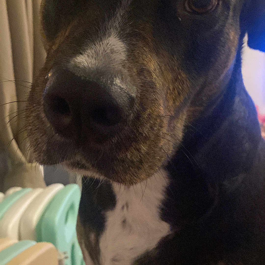 Tinkie participe au concours pour gagner de l'argent avec cette photo : animal, black, brown, canine, close_up, companion, curious, dog, domestic, ears, eyes, fur, household, indoor, mammal, pet, play_area, portrait, snout, white