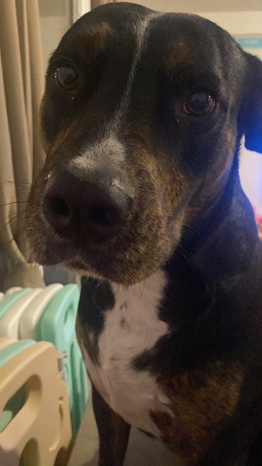 Tinkie participe au concours pour gagner de l'argent avec cette photo : animal, black, brown, canine, close_up, companion, curious, dog, domestic, ears, eyes, fur, household, indoor, mammal, pet, play_area, portrait, snout, white