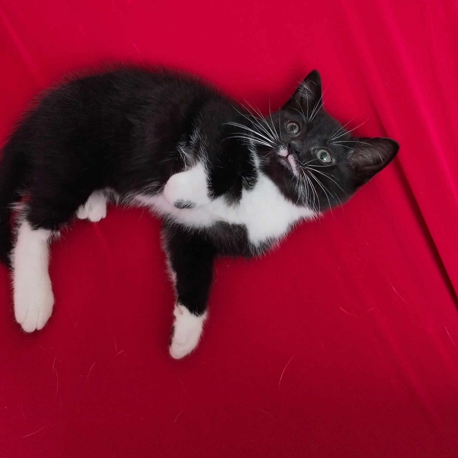 Figaro