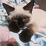 cat, kitten, siamese, paw, blanket, colorful, sleepy, cute, feline, pet, animal, indoor, resting, cozy, fur, whiskers, ears, face, relaxed, young