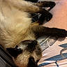 Baby Kitty joined the competition — help win amazing prizes! cat, siamese_cat, pet, animal, fur, paw, relaxing, sleeping, lap, human_leg, clothing, pattern, orange_shirt, indoor, closeup, resting, whiskers, soft_texture, comfort, nap