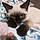 Baby Kitty