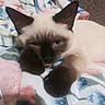 cat, siamese, kitten, paw, sleepy, blanket, floral, cozy, cute, pet, animal, fur, ears, blue_eyes, resting, indoor, soft, young, whiskers, relaxed