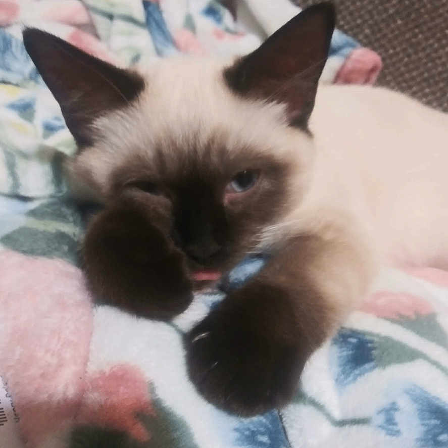 Baby Kitty is registered to the contest to win money with this photo: cat, siamese, kitten, paw, sleepy, blanket, floral, cozy, cute, pet, animal, fur, ears, blue_eyes, resting, indoor, soft, young, whiskers, relaxed