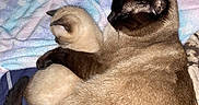 Baby Kitty is registered to the contest to win money with this photo: cat, kitten, siamese_cat, bed, blanket, cuddle, animal, pet, fur, sleeping, resting, cozy, indoor, mammal, cute, domestic_animal, companion, feline, soft, warm