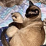 cat, kitten, siamese_cat, bed, blanket, cuddle, animal, pet, fur, sleeping, resting, cozy, indoor, mammal, cute, domestic_animal, companion, feline, soft, warm