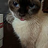 cat, siamese_cat, blue_eyes, tongue_out, close_up, fur, whiskers, animal, pet, indoor, dark_background, table, bucket, curious, cute, face, mammal, feline, playful, domestic_animal