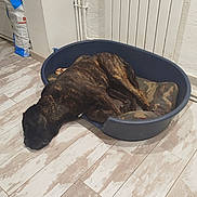 Venom a rejoint le concours — aidez-le/la à gagner de superbes lots ! dog, brindle, pet_bed, cushion, indoor, wooden_floor, sleeping, resting, canine, floor, radiator, wall, pet_food, bag, cozy, relaxed, animal, paw, head, domestic