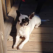 Louky participe au concours pour gagner de l'argent avec cette photo : dog, small_dog, white_dog, black_patches, chihuahua, wooden_deck, sunlight, shadow, relaxing, outdoor, pet, canine, resting, daylight, wood, animal, quiet, calm, sunny, nature