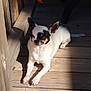 animal, black_patches, calm, canine, chihuahua, daylight, dog, nature, outdoor, pet, quiet, relaxing, resting, shadow, small_dog, sunlight, sunny, white_dog, wood, wooden_deck