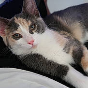 Leia is registered to the contest to win money with this photo: animal, black_pants, calico_cat, cat, close_up, clothing, cute, domestic_animal, ears, eyes, fur, human, indoor, lap, nose, pet, portrait, relaxing, whiskers, white_shirt