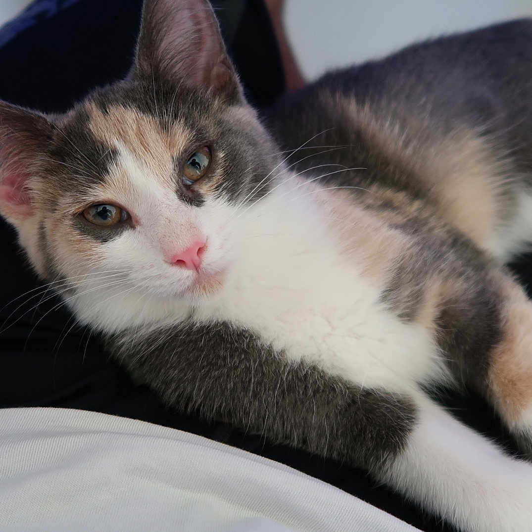 Leia