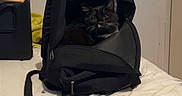 Damso a rejoint le concours — aidez-le/la à gagner de superbes lots ! cat, black_and_white_cat, pet, animal, backpack, bag, bed, bedroom, indoors, sitting, fluffy, whiskers, feline, portrait, travel, luggage, blanket, white_bedding, door, cozy
