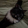 cat, tuxedo_cat, pet, animal, feline, black_and_white, whiskers, ears, tail, lying_down, bed, bedding, bedroom, indoors, cozy, dim_lighting, relaxed, portrait, fur, sleepy