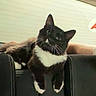cat, tuxedo_cat, black_and_white, pet, animal, sitting, lounging, chair, furniture, indoor, portrait, whiskers, ears, paws, white_chest, black_fur, relaxed, staring, second_cat, home