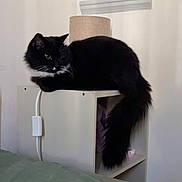 Damso a rejoint le concours — aidez-le/la à gagner de superbes lots ! cat, black_cat, white_markings, fluffy, long_hair, tail, animal, pet, indoors, bedroom, cabinet, shelf, lamp, curtains, furniture, green_bedding, resting, sitting, portrait, home_decor