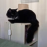 cat, black_cat, white_markings, fluffy, long_hair, tail, animal, pet, indoors, bedroom, cabinet, shelf, lamp, curtains, furniture, green_bedding, resting, sitting, portrait, home_decor