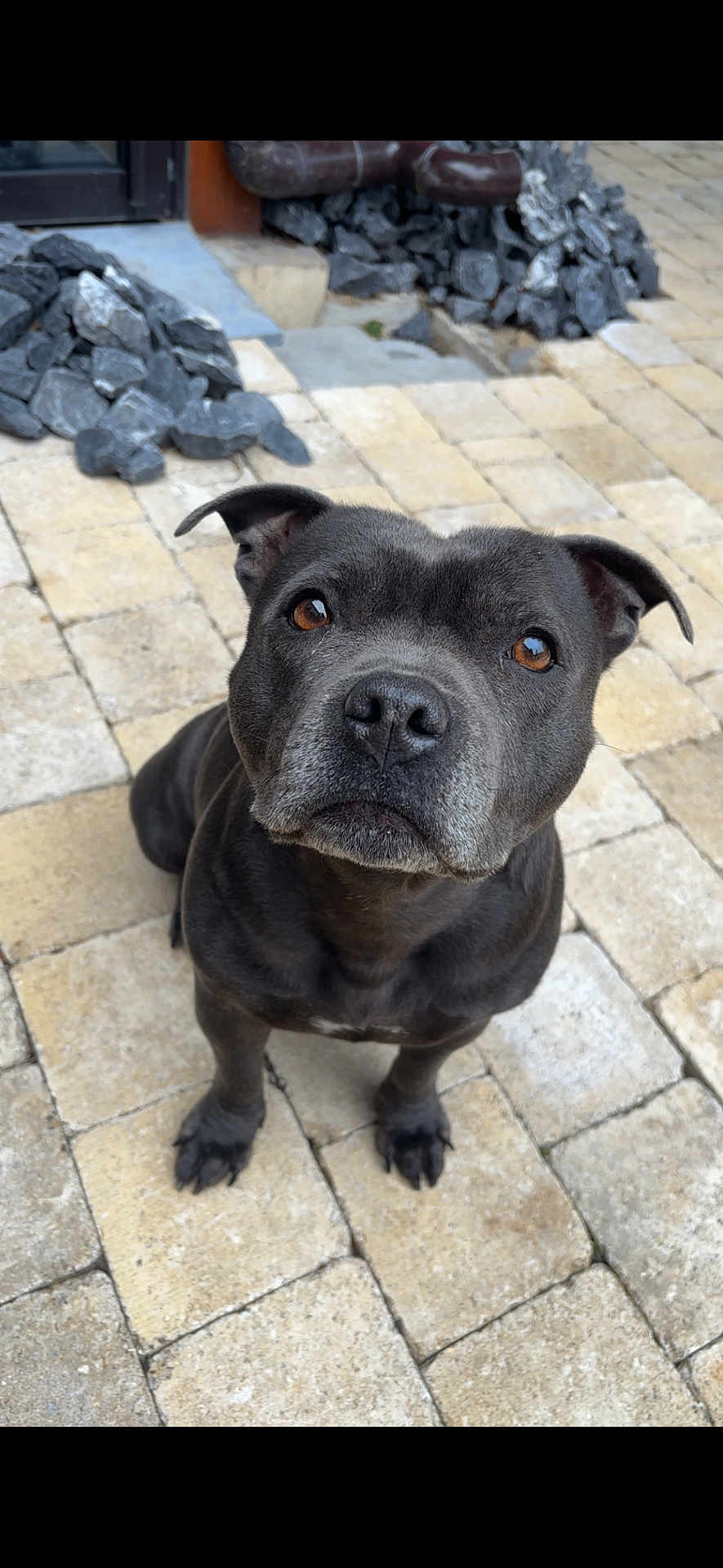 Sika a rejoint le concours — aidez-le/la à gagner de superbes lots ! dog, black_dog, pet, animal, outdoor, paved_ground, stone, curious, looking_up, close_up, ears, brown_eyes, snout, sitting, paws, drainpipe, rocks, background, daylight, canine