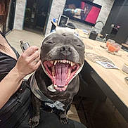 Sika joined the competition — help win amazing prizes! animal, bandage, black_clothing, bow, chair, device, dog, domestic, hand, happy, indoor, kitchen, laughing, modern_interior, mouth_open, person, pet, table, television, wooden_floor