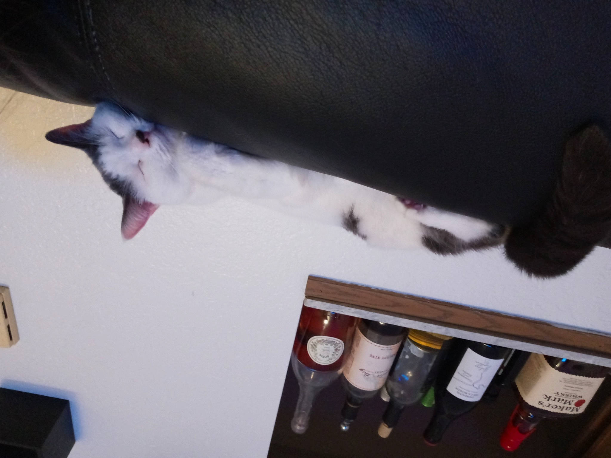 Angel Mary joined the competition — help win amazing prizes! bottle, box, canidae, carmine, cat, domestic_short_haired_cat, felidae, fur, hardwood, paw, room, small_to_medium_sized_cats, tail, whiskers, wood