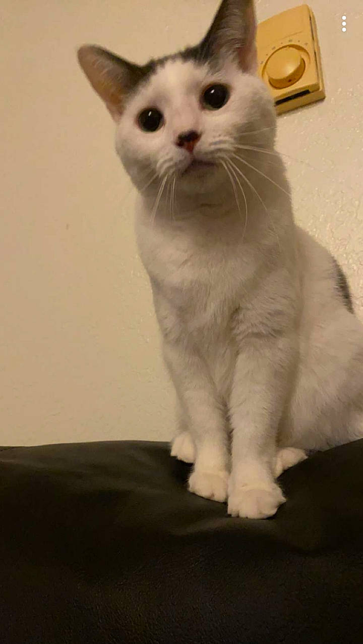 Angel Mary is registered to the contest to win money with this photo: carnivore, cat, domestic_short_haired_cat, fawn, felidae, fur, paw, small_to_medium_sized_cats, snout, tail, terrestrial_animal, whiskers, window
